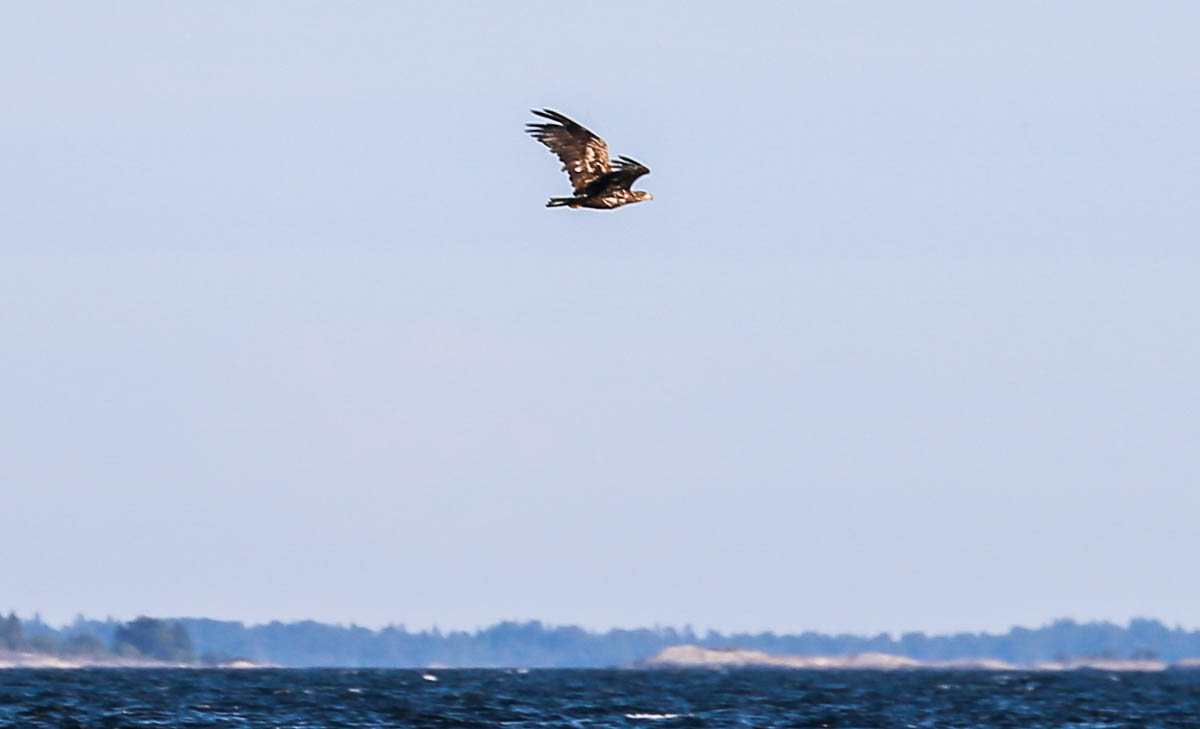 Fluttuskaren-17-aug-2017-54